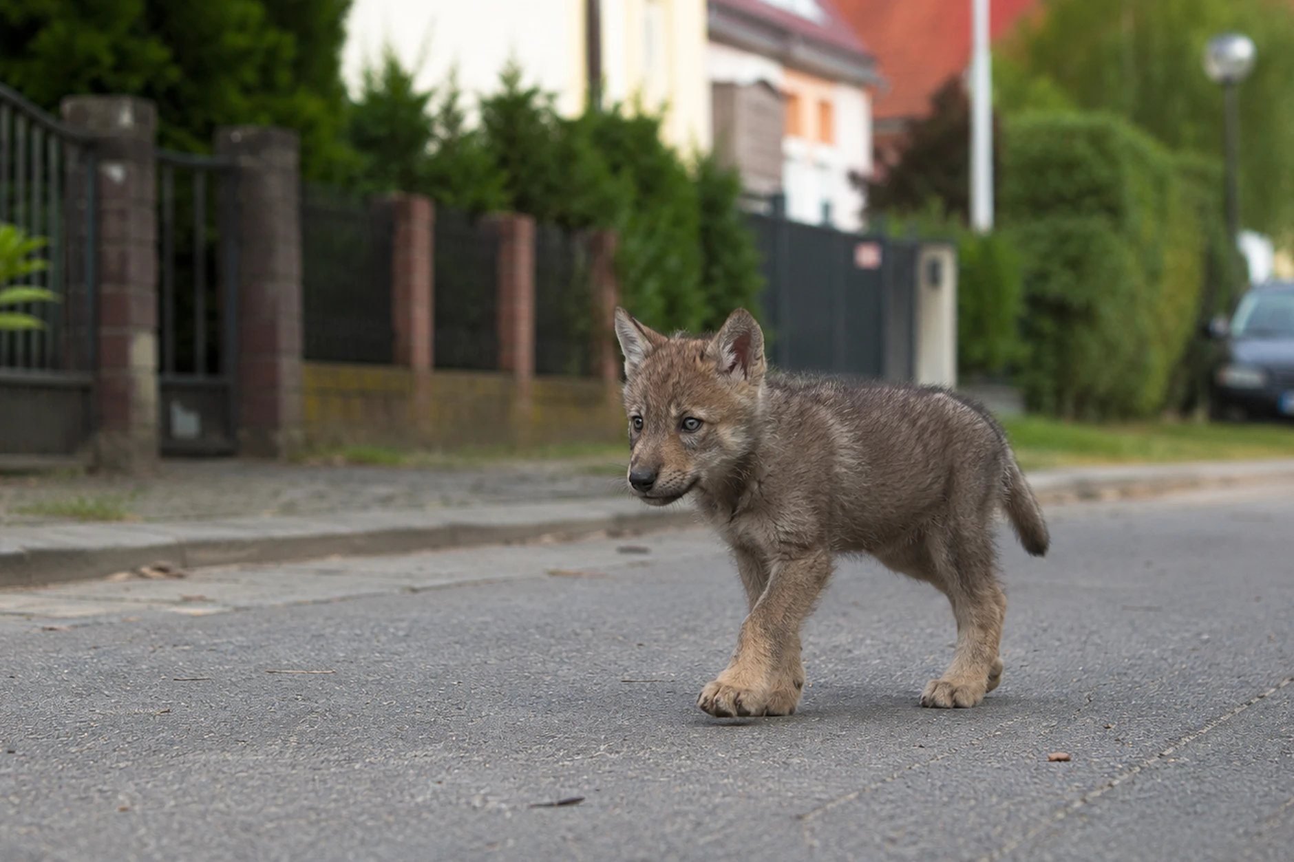 Im Raum Magdeburg wurde ein einsames Wolfsbaby gefunden (KI-generiert).