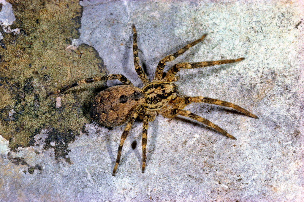 So ähnlich sah sie aus!!! Die Nosferatu-Spinne ist keine Schönheit.