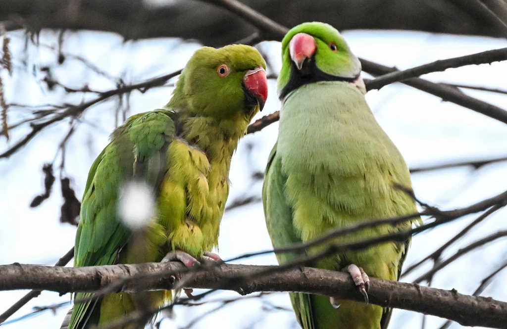 Gefahr für Specht und Star: Grüner Papagei verdrängt heimische Vögel