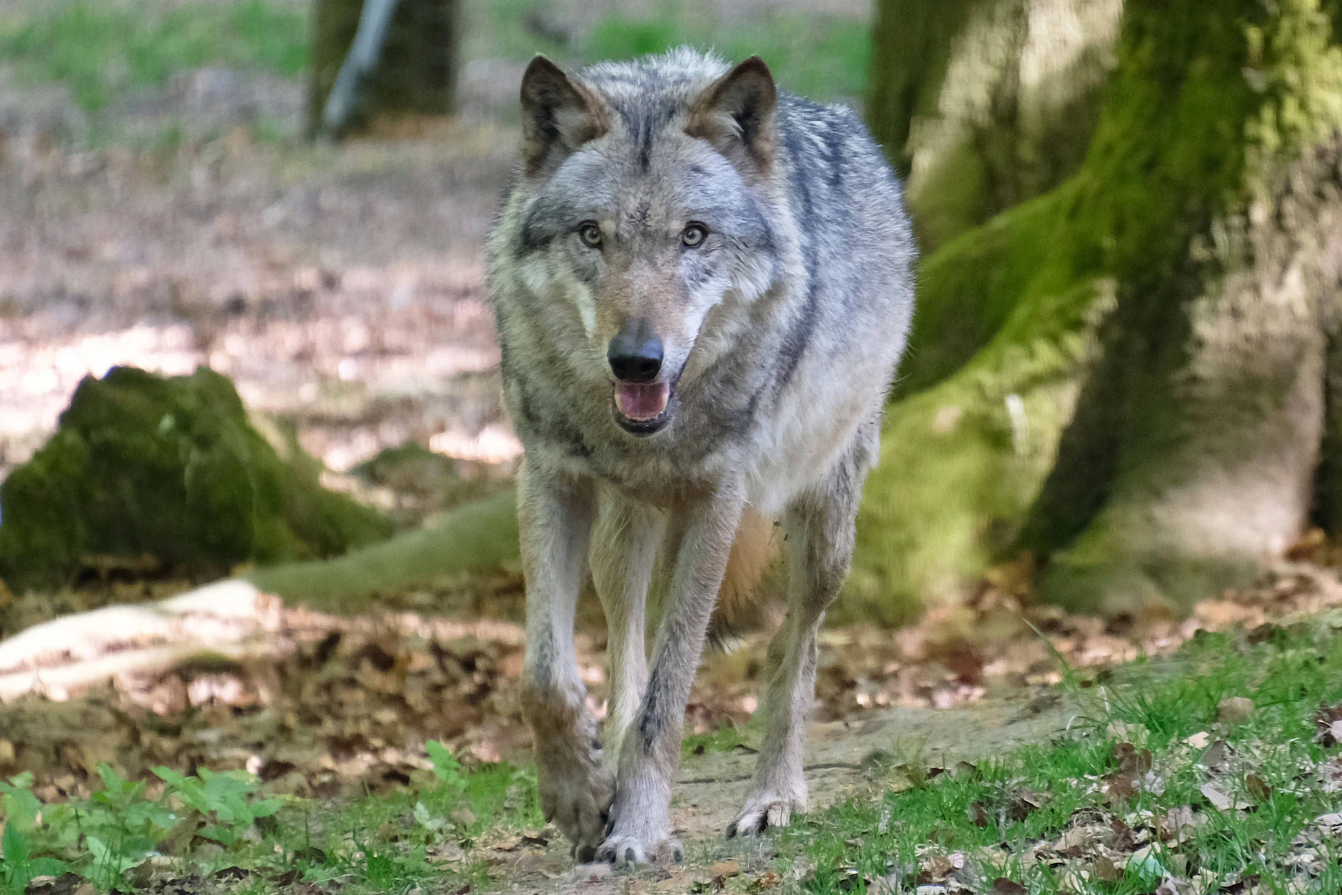 Die Anzahl von Wölfen steigt in Deutschland kontinuierlich.