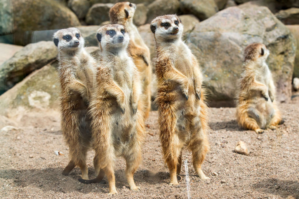 Erdmännchen sind in einem Gehege im Zoo von Schwerin.