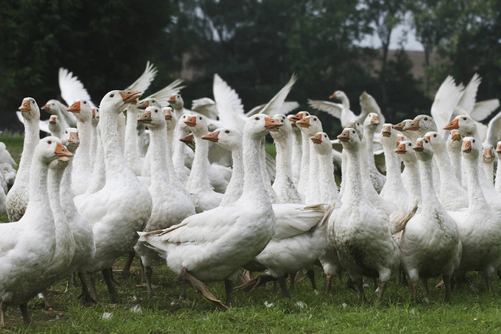 Futtermittel für Gänse sind in diesem Jahr teurer geworden.