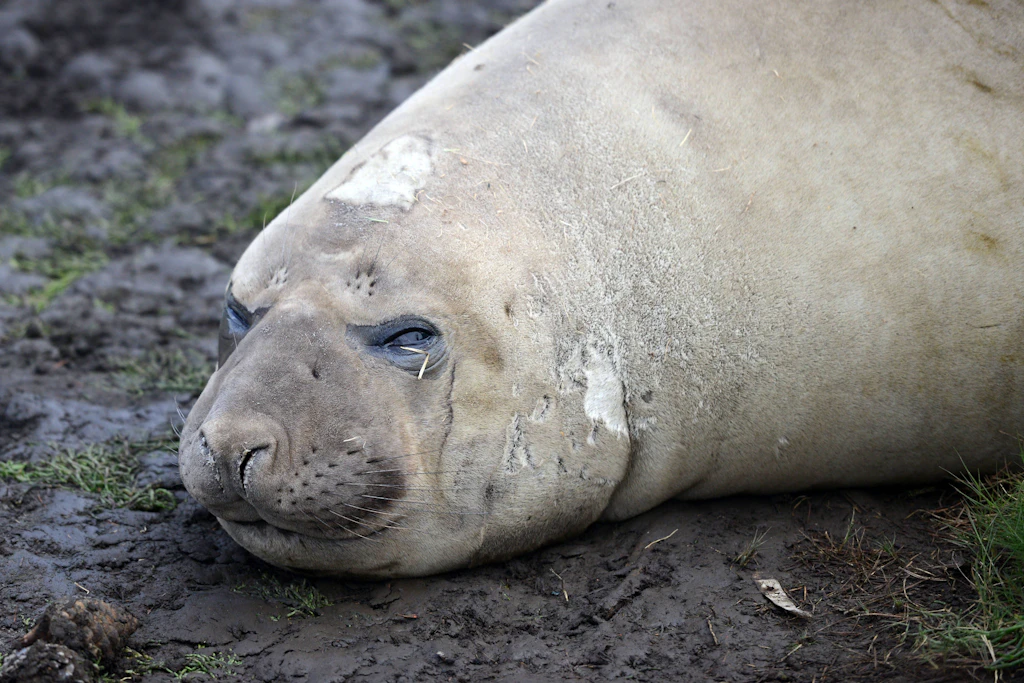 „Neil the Seal“ döst im Schlamm: Der Südliche See-Elefant aus Tasmanien bringt inzwischen rund eine Tonne auf die Waage.