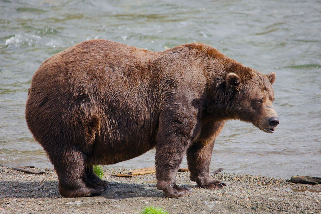 Ihn darf man Fettsack nennen: Chunk (Bär 32) wiegt zurzeit rund 540 Kilogramm. Vor dem Winterschlaf geht es den Bären darum, sich möglichst viel Speck für den Winterschlaf anzufressen.