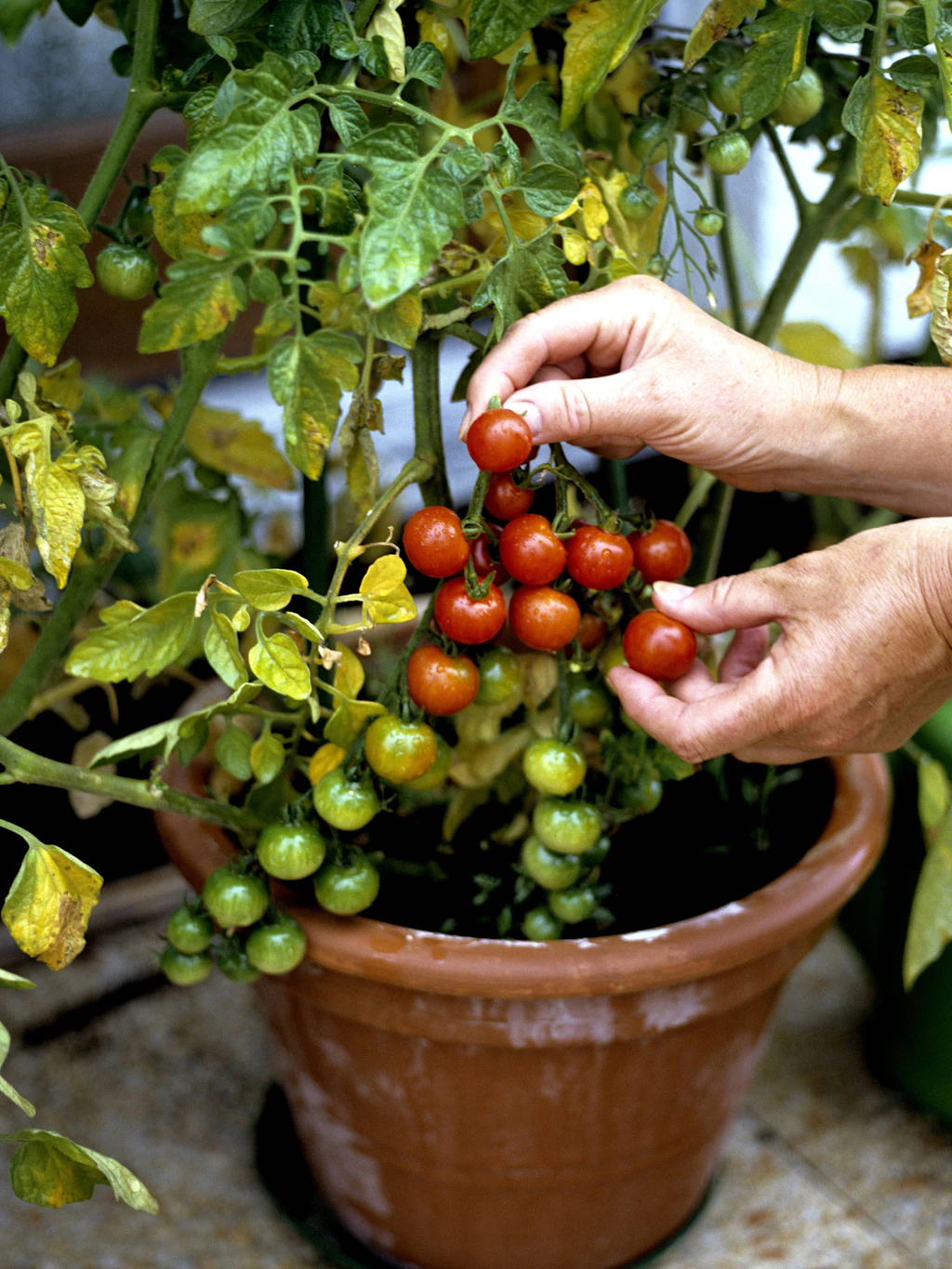 Im Garten und auf Balkonien werden jetzt die ersten Tomaten reif. Also vielleicht.