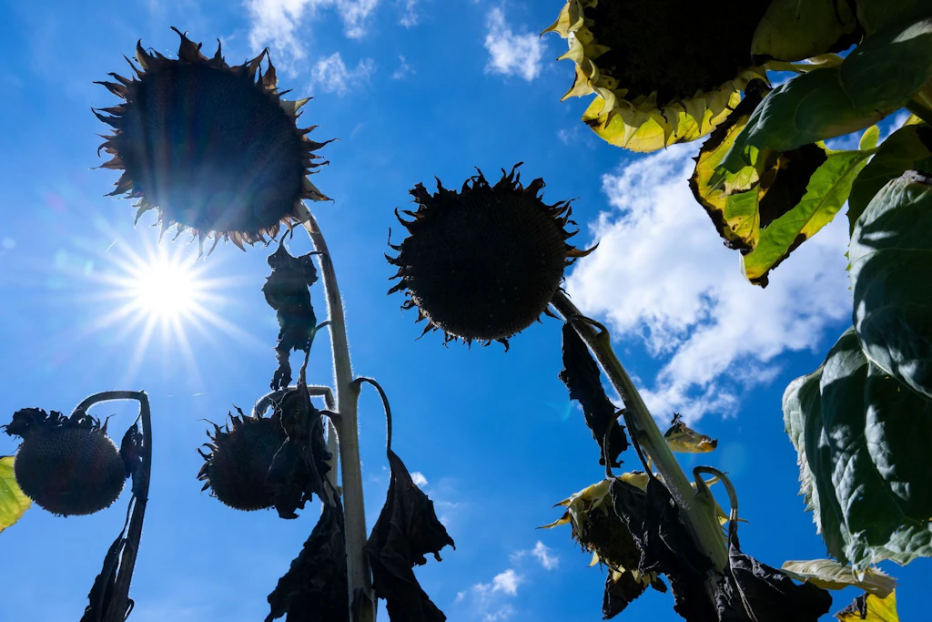 Heißer Sommer, milder Winter: El Niño scheint wieder da.