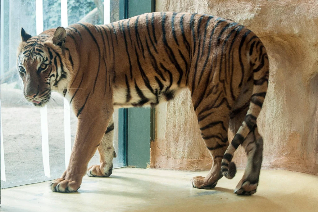 Sechs der acht Tiger aus Dölzig treten nun die Reise nach Spanien an. In der Auffangstation von AAP sollen sie artgerecht untergebracht werden. (Symbolbild) 