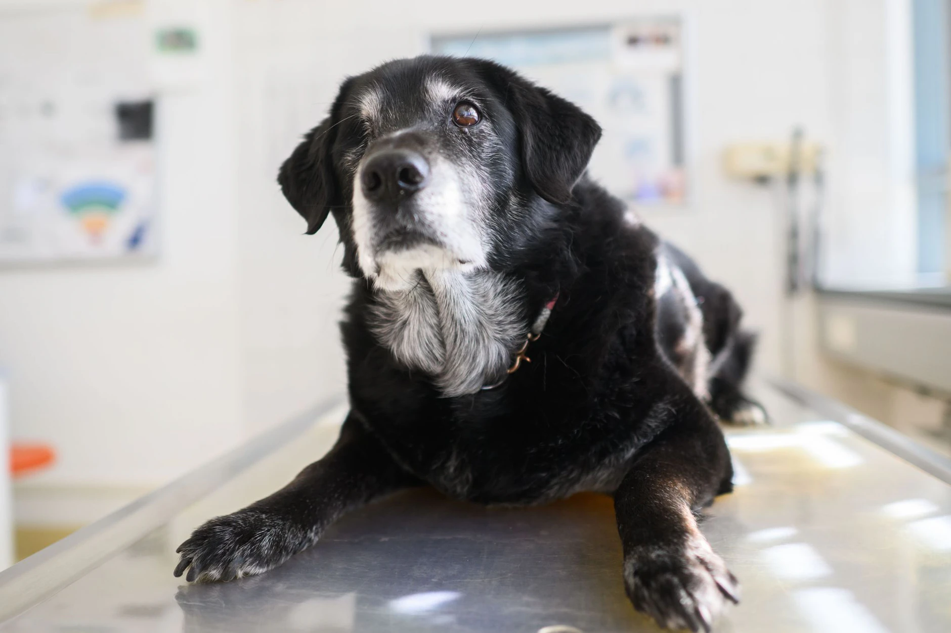 Viele Halter verwechseln Arthrose mit normalen Alterserscheinungen bei Hunden