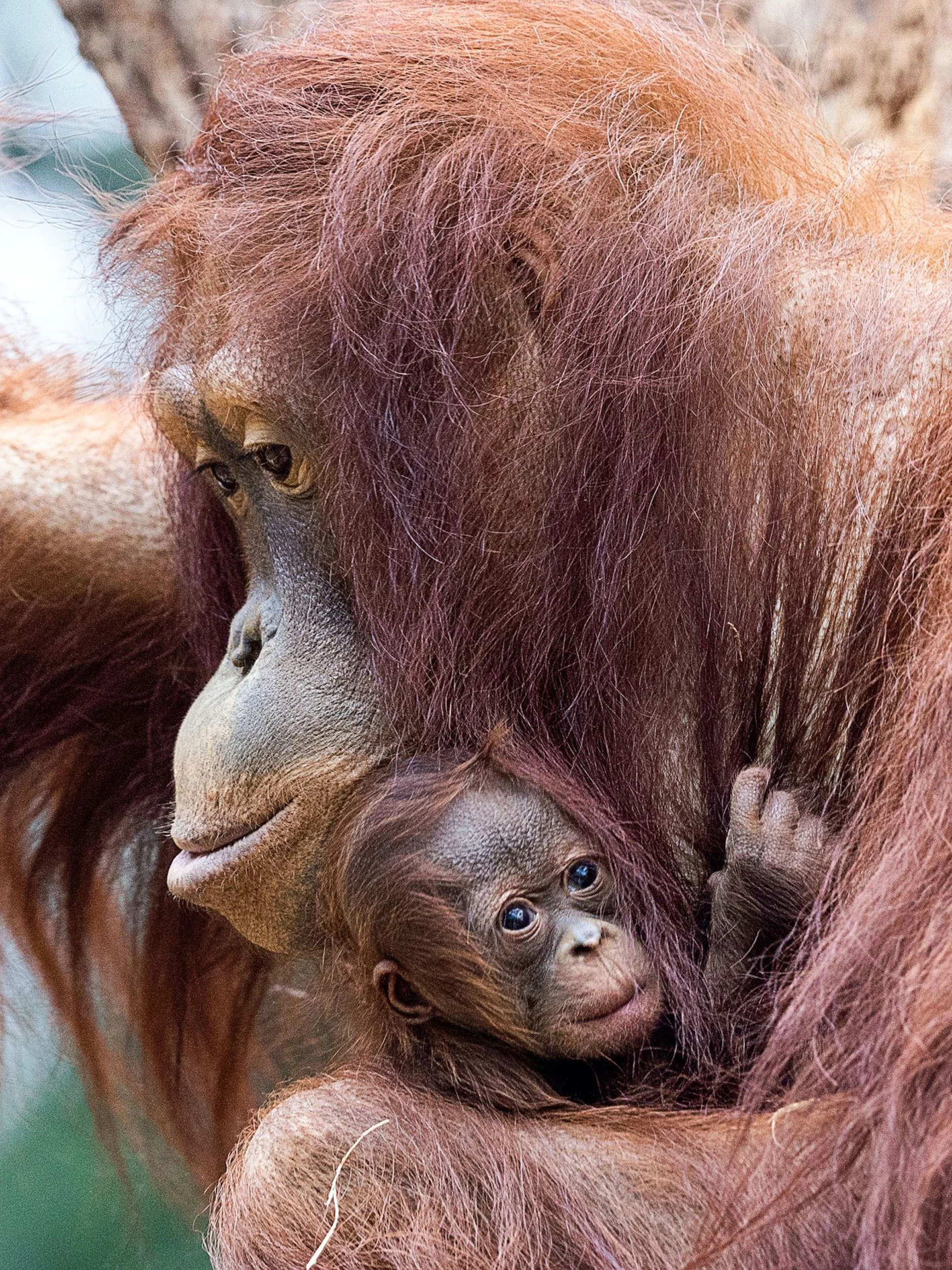 Eine Orang-Utan-Mutter mit ihrem Baby im Rostocker Zoo. In freier Wildbahn bringen Weibchen meist nur alle sechs bis acht Jahre Nachwuchs zur Welt. Zwillingsgeburten sine extrem selten.