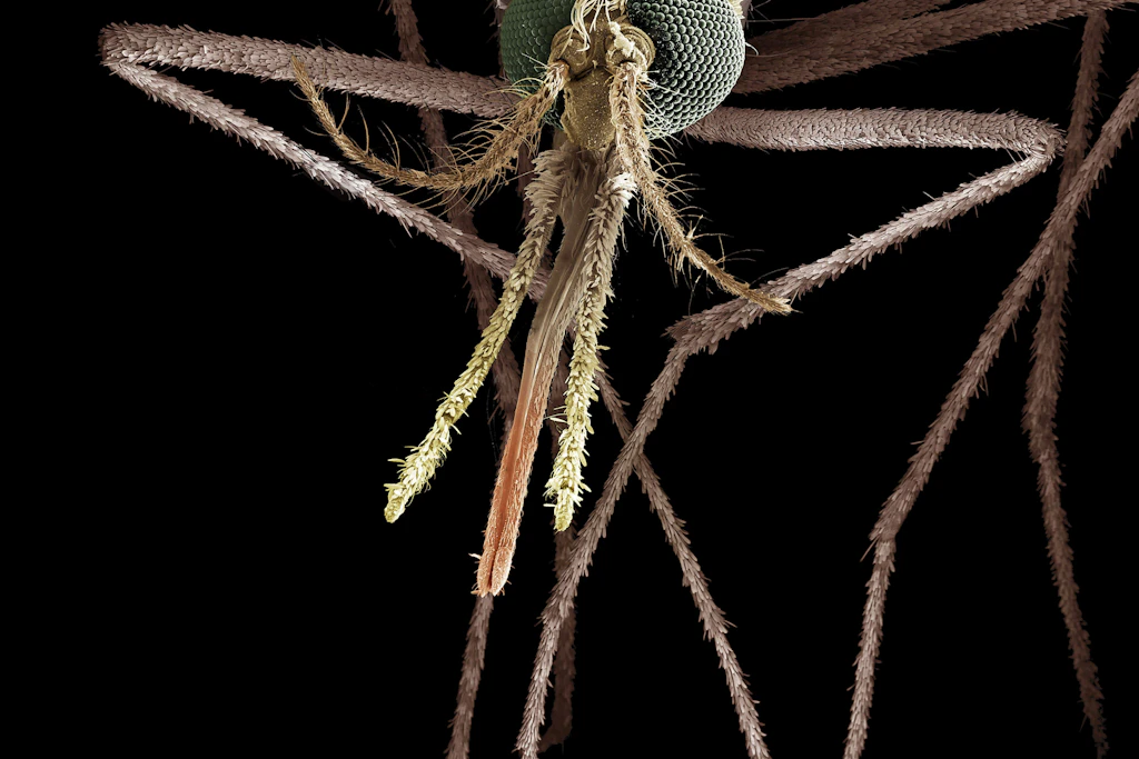 Eine Anopheles-Mücke unter dem Mikroskop. Das Insekt kann Malaria übertragen.