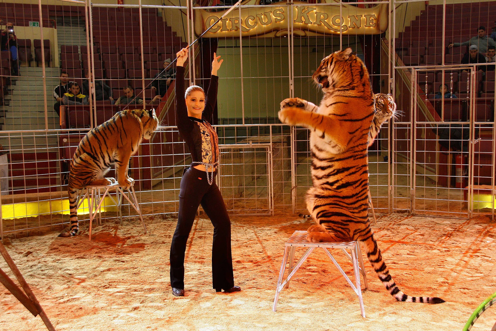 armen Zander im Dezember 2007 bei einem Auftritt mit zwei Tigern.