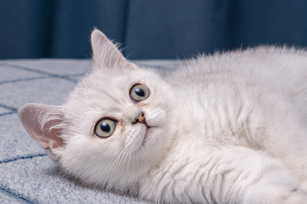 Katzen sind Vektor des Hefepilzes.
