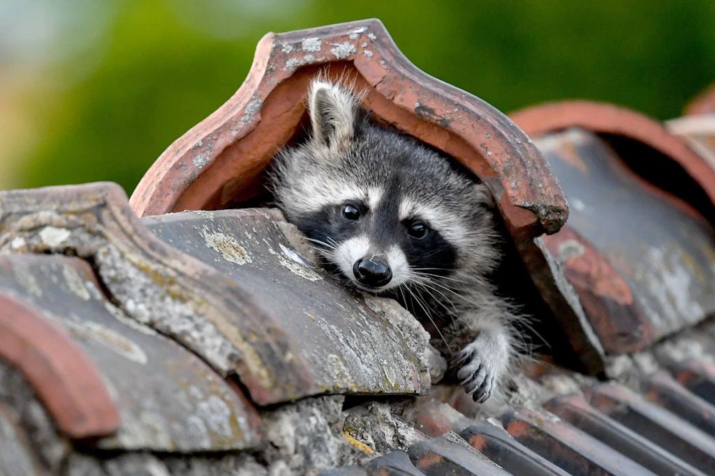 Unerwünschter Nachbar: Ist der Waschbär erst mal im Haus, wird man ihn nur schwer wieder los.