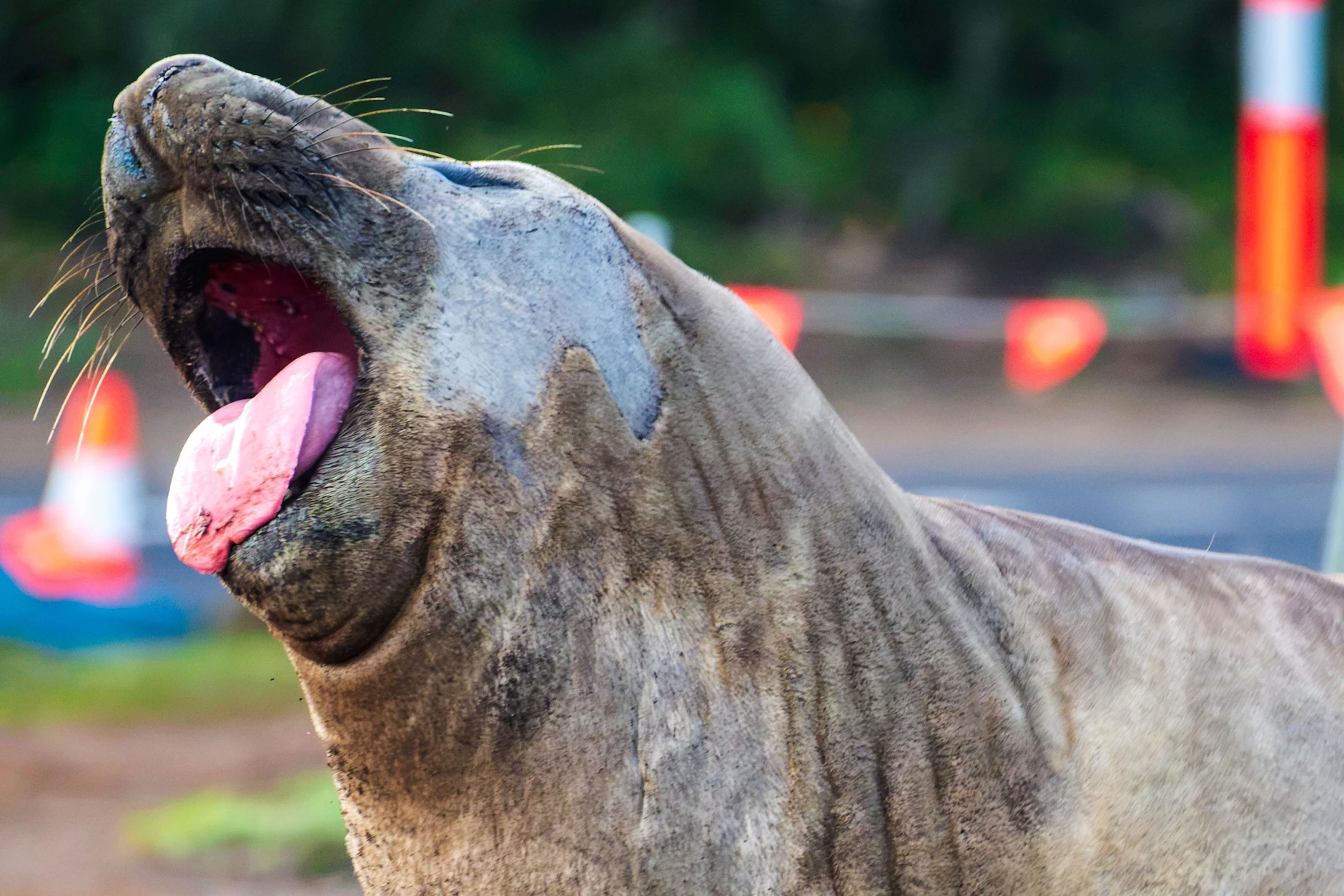 Ein tonnenschwerer Rabauke, der von allen geliebt wird. Der junge See-Elefant „Neil the Seal“ in Tasmanien.