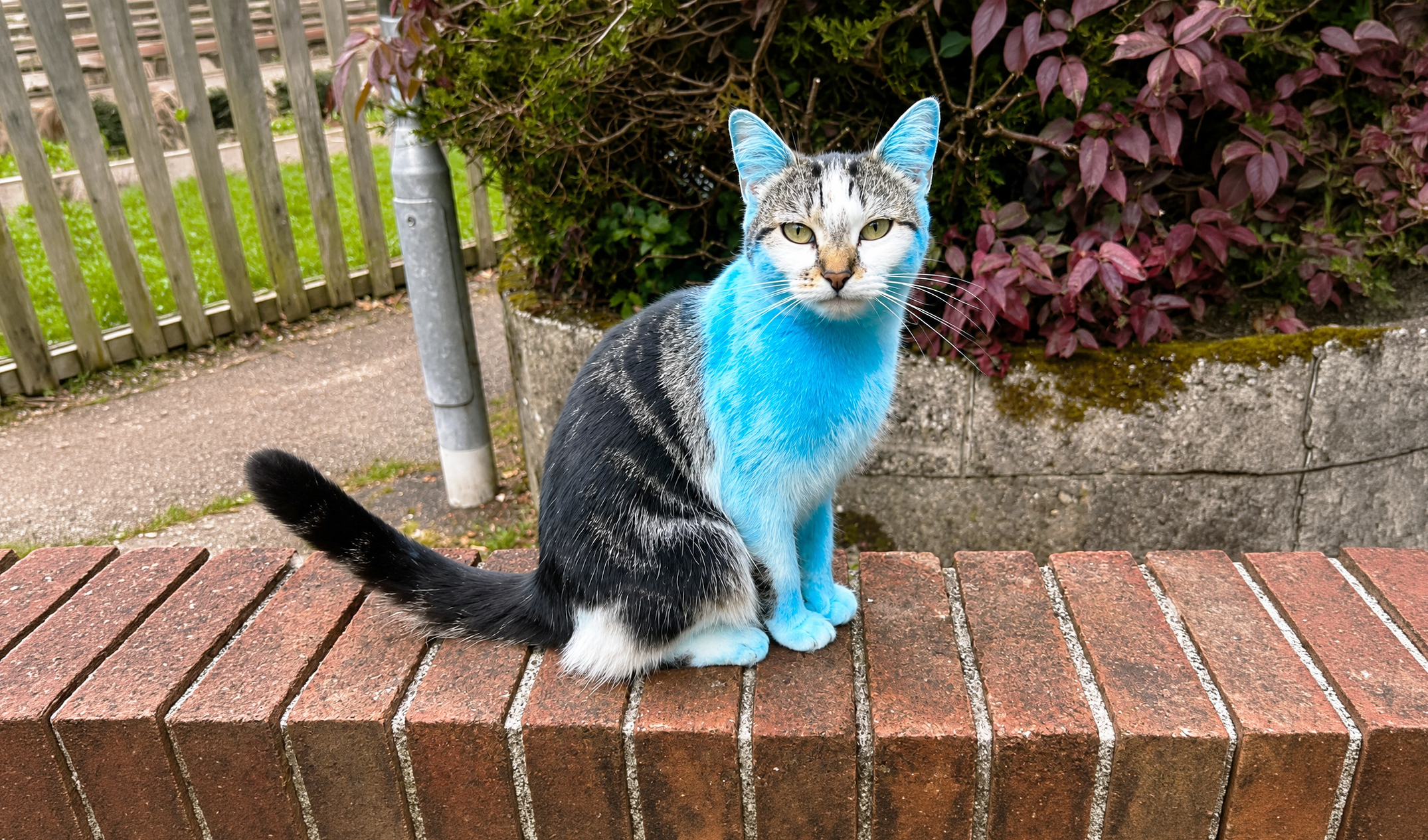 Katze kommt plötzlich blau heim! Was mit ihr passiert ist, ist so witzig