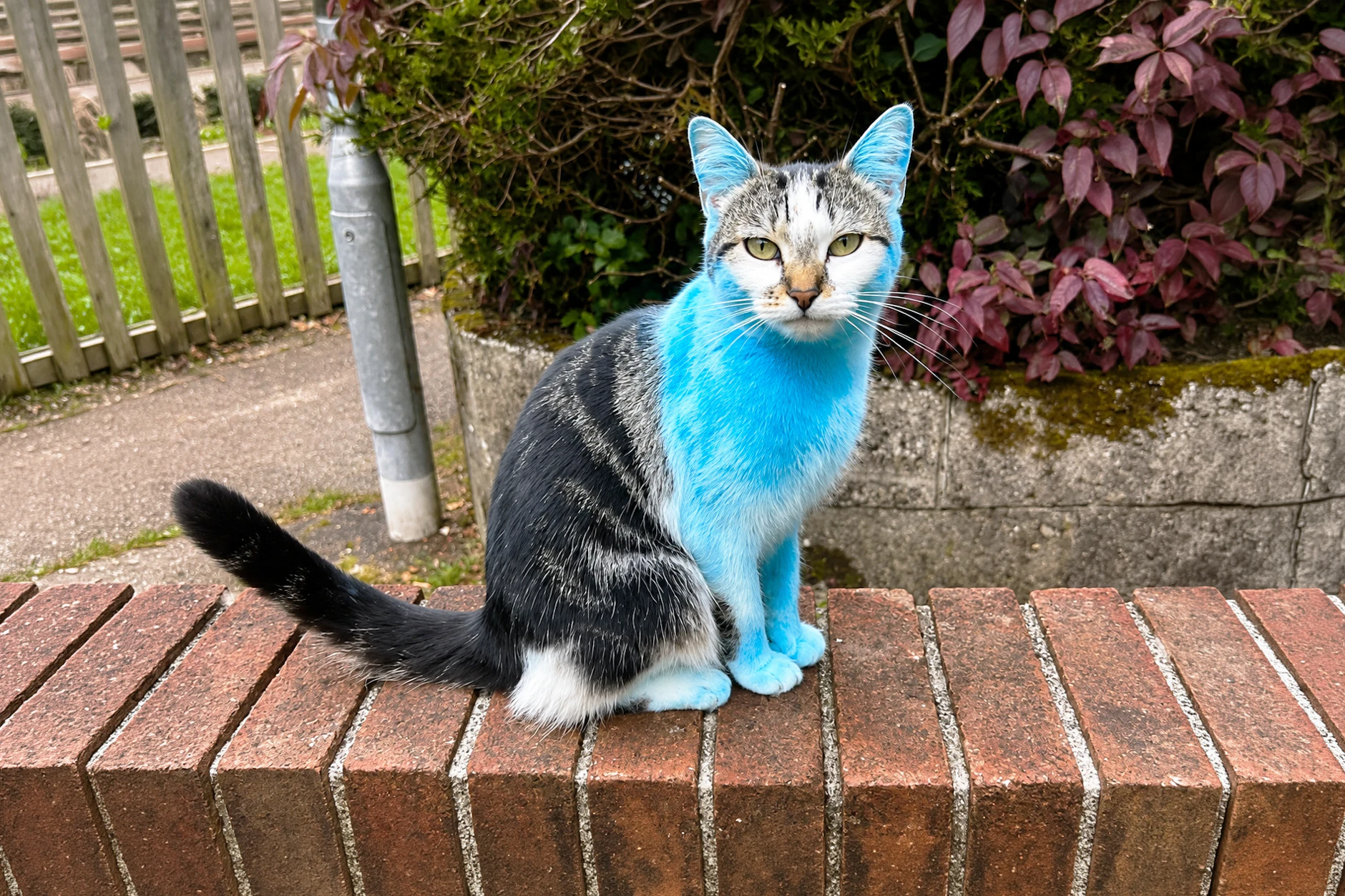 Plötzlich kam Katze Wilbur blau von ihrem Streifzug nach Hause. Was ist diesem Tier passiert? Die Auflösung ist richtig lustig!