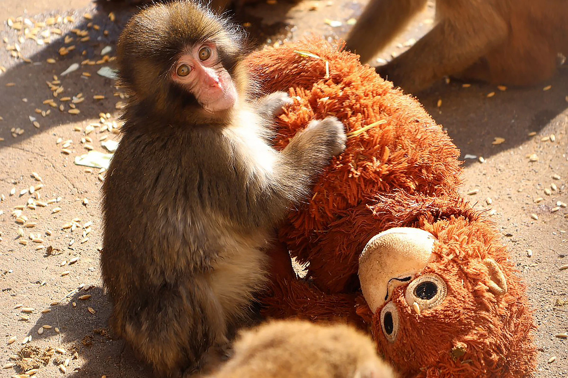 Punch und sein Mama-Ersatz, der Stoff-Orang-Utan.