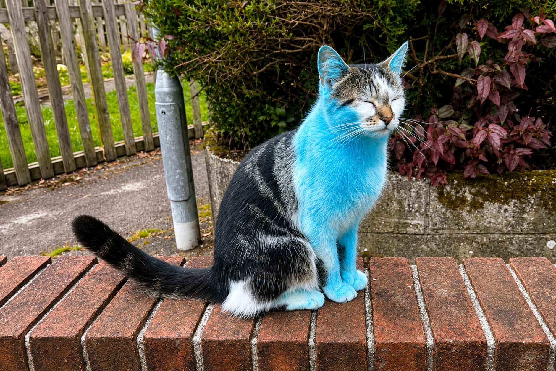 Katze Wilbur nahm ihr verfärbtes Fell eher gelangweilt zur Kenntnis. Die Sorge bei Frauchen Sophie Jenkin war da etwas größer.