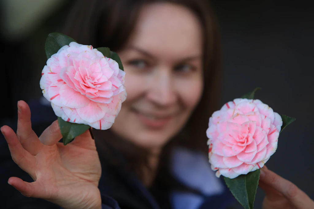 Camellia japonica 