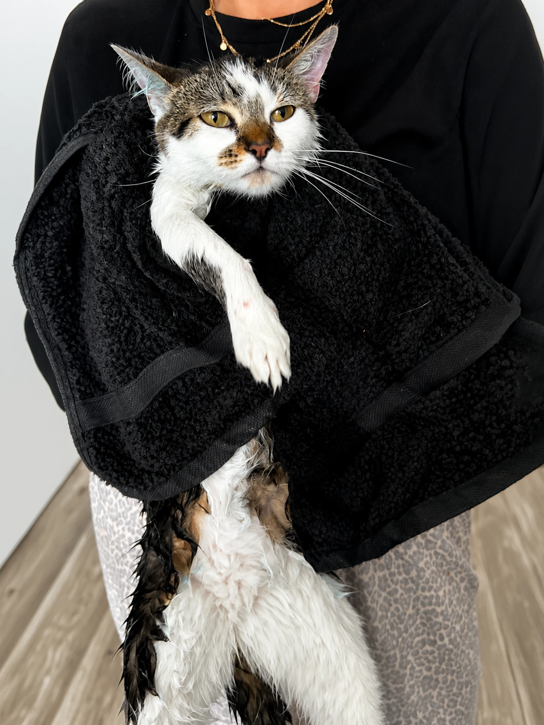 Nach mehreren Wäschen ist das Fell von Katze Wilbur inzwischen wieder normal, die blaue Farbe ist veschwunden.