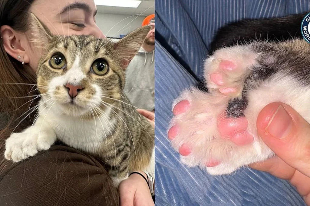 28 Zehen an vier Pfoten: Dieser Kater ist jetzt Weltrekordhalter