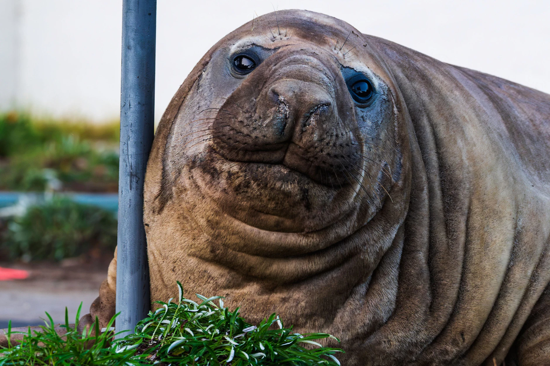Der junge See-Elefanten-Bulle „Neil the Seal“ macht zwar ganz schön viel kaputt, doch keiner kann ihm lange böse sein.