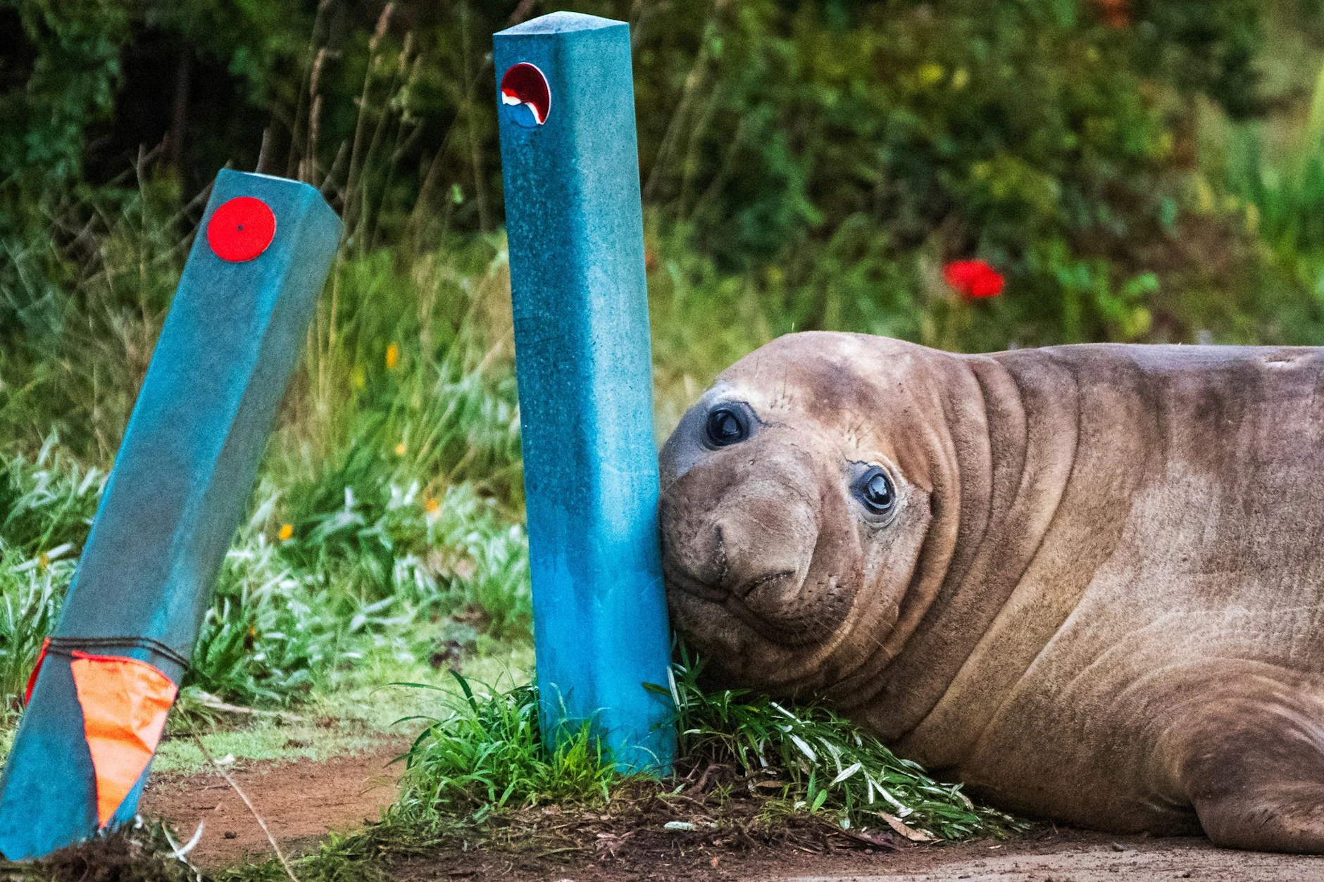 Experten vermuten, dass „Neil the Seal“ unter seiner Isolation leidet. Dass er unter anderem Poller beschädigt, liegt wohl daran, dass er keine Artgenossen hat, mit denen er seine Kräfte messen kann.