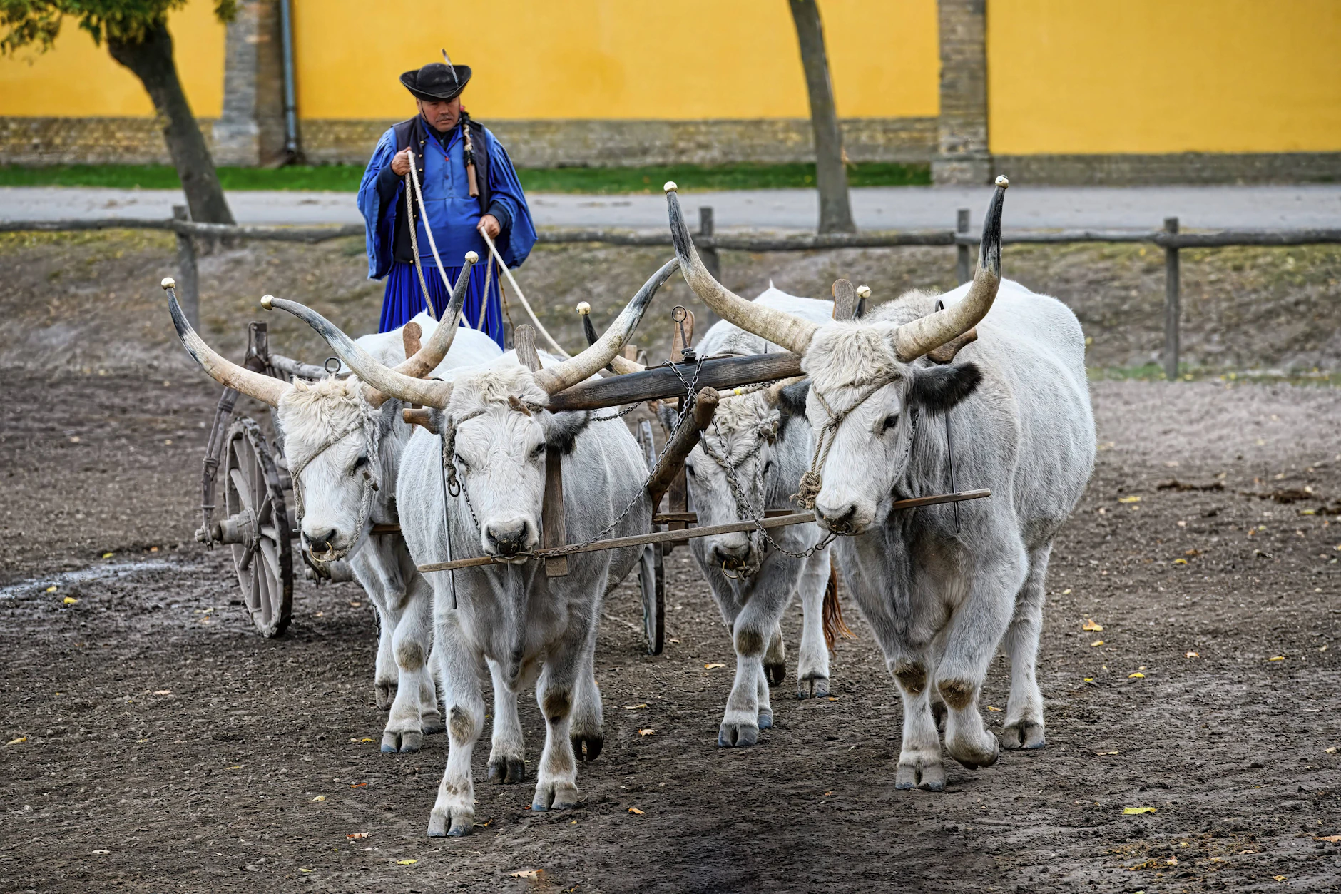 In der ungarischen Puszta ist die Haltung von Steppenrindern weit verbreitet.