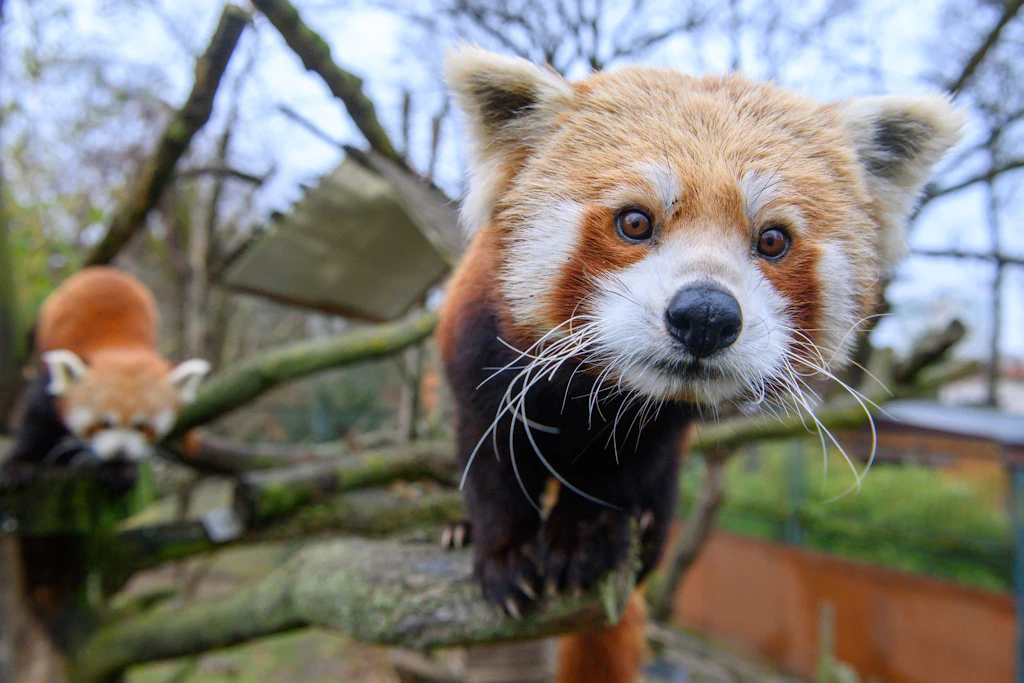 Ein Roter Panda im Zoo Magdeburg auf einem Baumstamm im Freigehege.