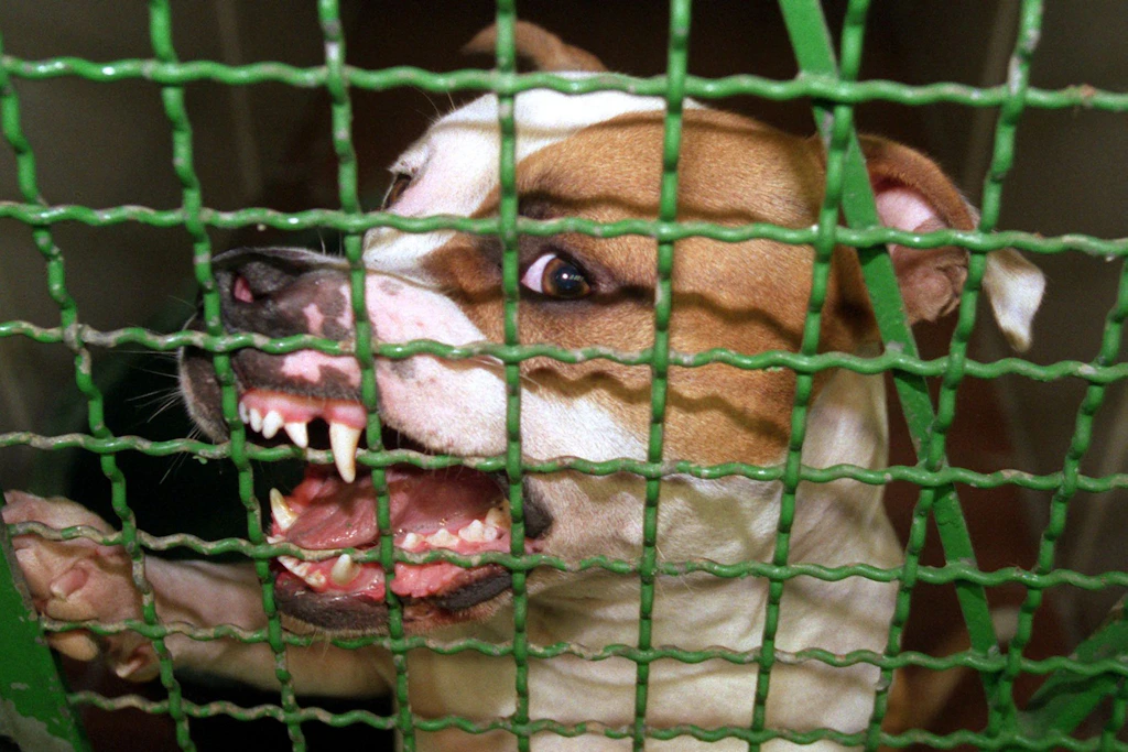 Ein Pitbull hat ein Kleinkind im Osternienburger Land totgebissen.