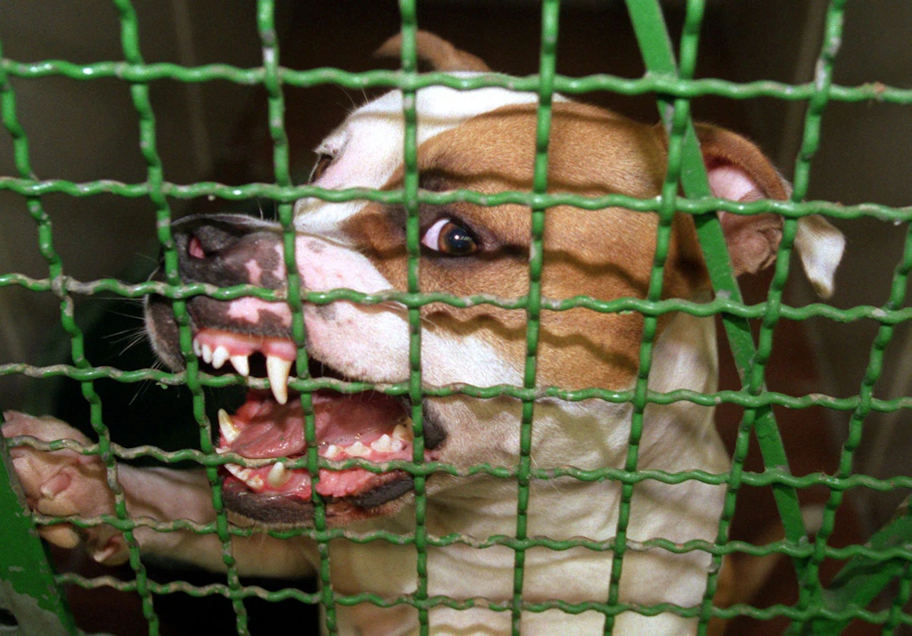 Sachsen-Anhalt: Vierjähriges Mädchen von Hund totgebissen