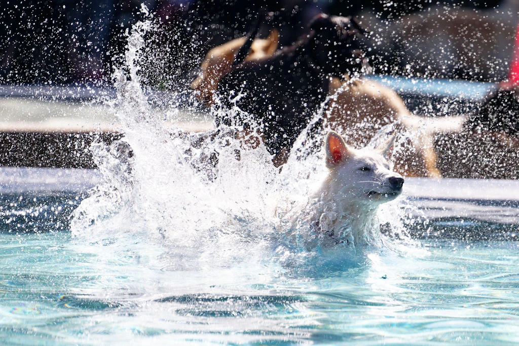 Die Hündin Ronja springt beim Hundeschwimmen im Freibad in ein Becken.