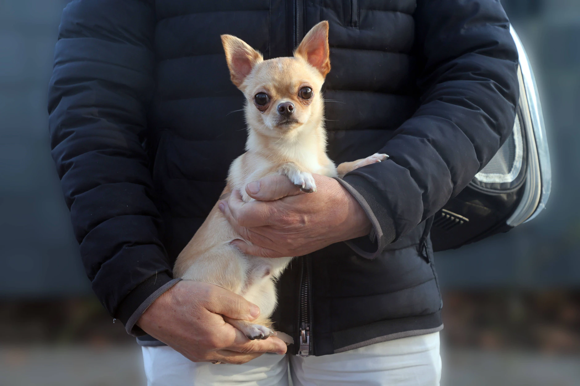 In Bayern stahl ein Mann plötzlich den Chihuahua einer Frau