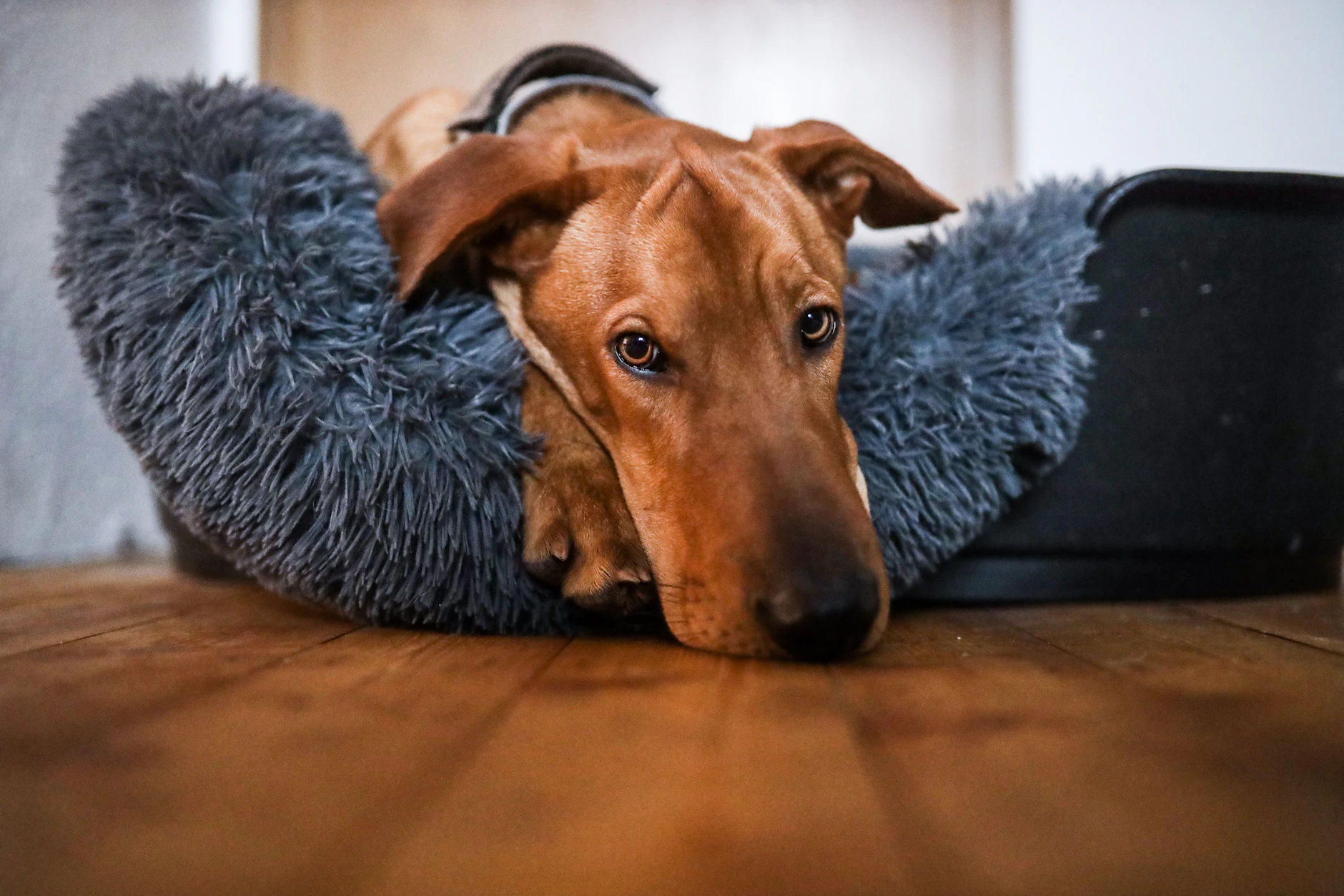 Wenn Ihr Hund nur schwer aus dem Körbchen kommt, sollten Sie einen Tierarzt aufsuchen.