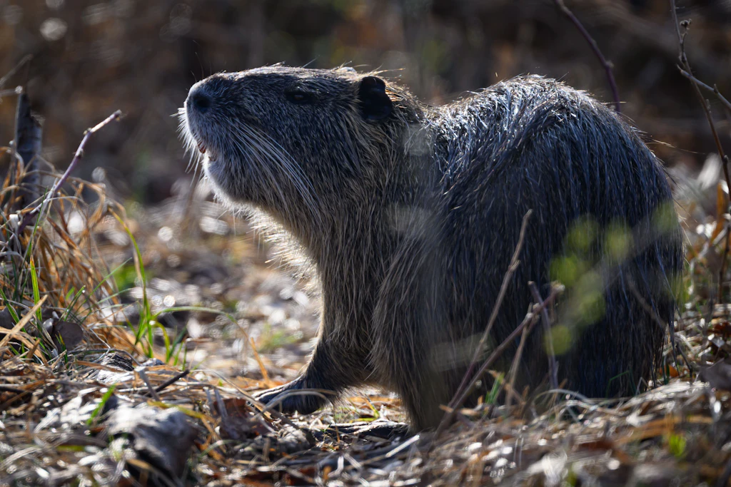 Ein Nutria (Myocastor coypus) ist am Land im Spreewalddorf Schlepzig unterwegs.
