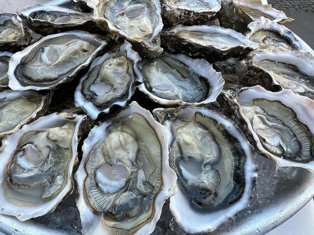 Austernschalen recyceln im Golf von Mexiko: Warum aus 500.000 Tonnen Restaurantabfall neue Riffe wachsen
