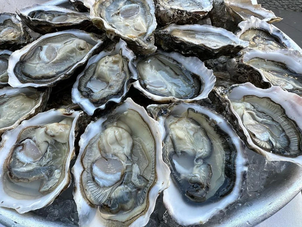 Austernschalen recyceln im Golf von Mexiko: Warum aus 500.000 Tonnen Restaurantabfall neue Riffe wachsen