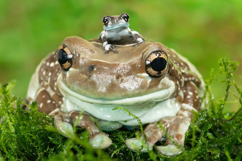 Ein kleiner Frosch sitzt auf dem Kopf eines größeren Frosches im grünen Moos.