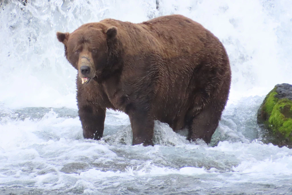 Im Vorjahr noch auf rund 540 Kilo geschätzt, jetzt raus: Braunbär Chunk hat seinen Fat-Bear-Titel an Herausforderer Bucky Dent verloren.