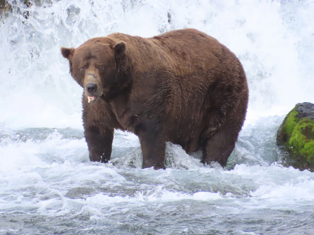 Fat Bear Week: Ein Bär mit Delle im Kopf stürzt den 540-Kilo-Champion Chunk