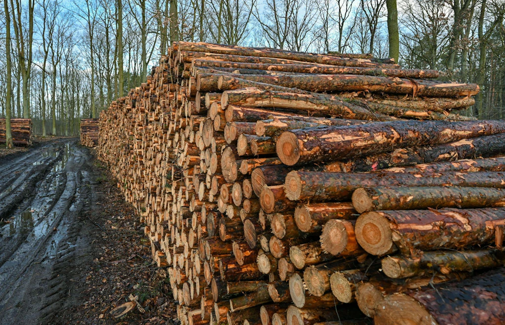 Holzdiebe in Sachsen-Anhalt stehlen seltener, aber dafür mehr auf einmal
