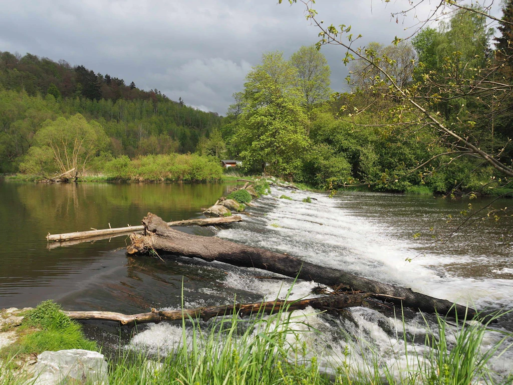 „Grünes Band“: Ehemaliger DDR-Grenzstreifen wird zum Naturschutzprojekt