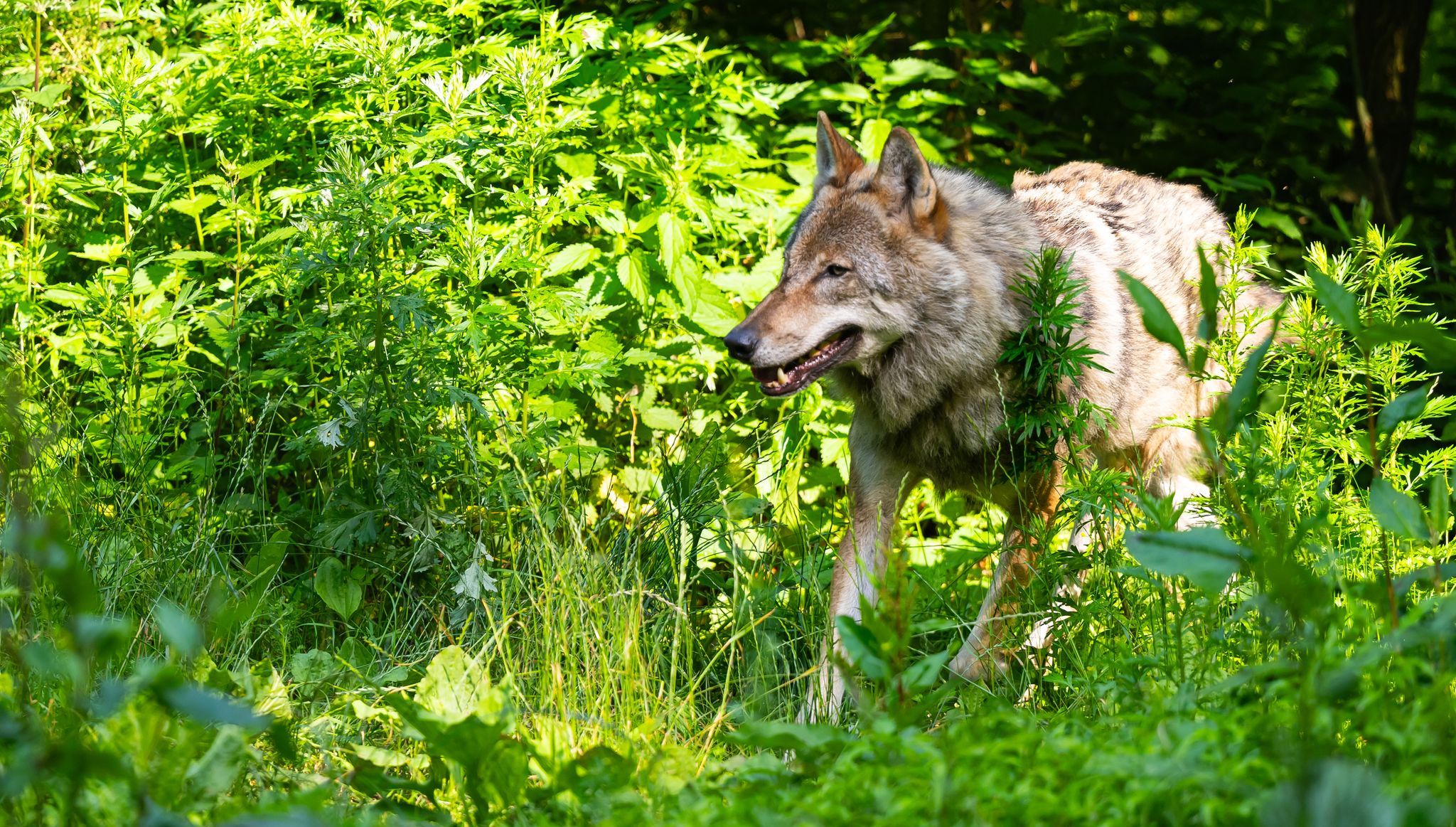 Familien-Hund opfert sein Leben bei Wolfs-Angriff auf zweijähriges Kind. War alles ganz anders?