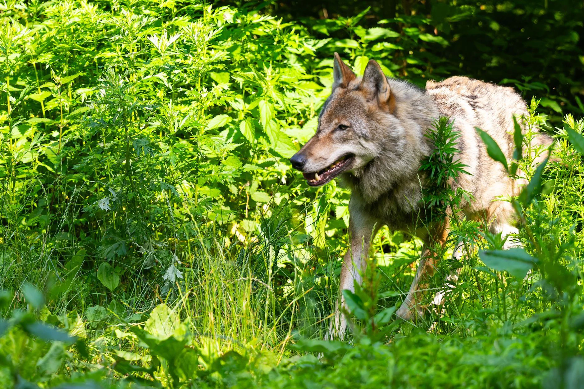 Der Wolf war in den Garten der Familie gekommen, doch diese war da gerade im Haus, wie es nun von Ermittlern heißt. Die Hündin hat der Wolf aber tatsächlich getötet. (Symbolbild)