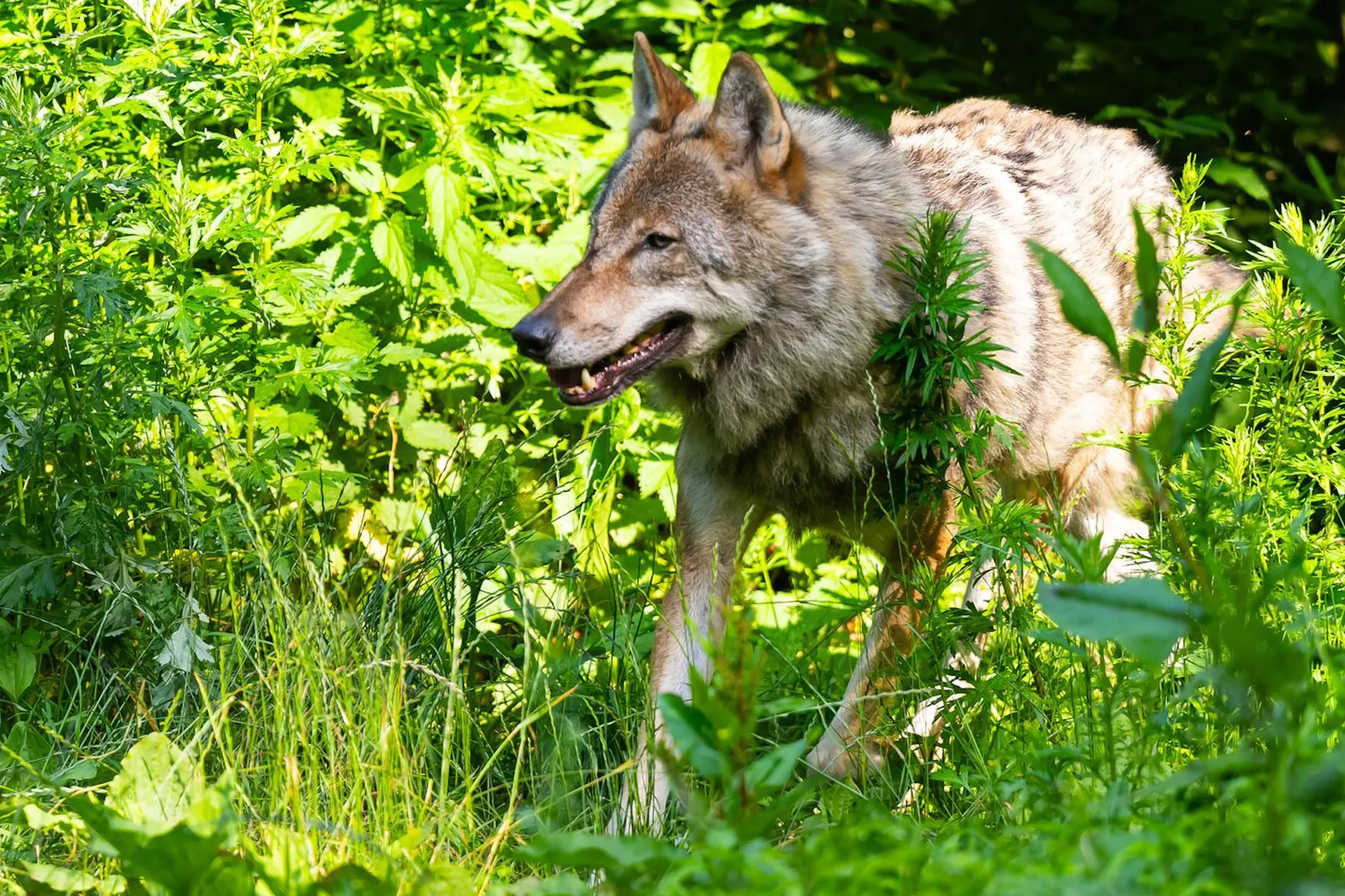 Familien-Hund opfert sein Leben bei Wolfs-Angriff auf zweijähriges Kind. War alles ganz anders?