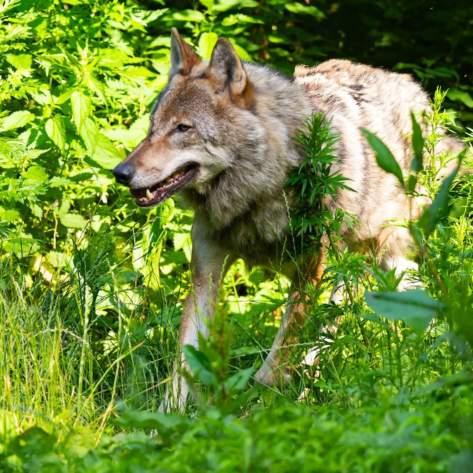 Familien-Hund opfert sein Leben bei Wolfs-Angriff auf zweijähriges Kind. War alles ganz anders?
