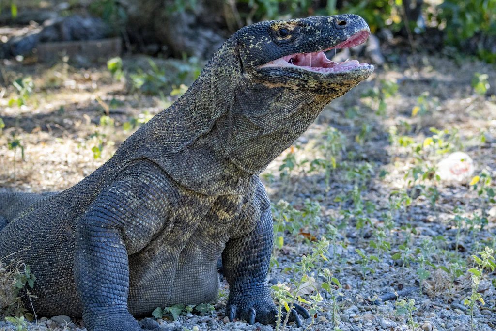 Der Komodowaran ist die größte lebende Echse der Welt – und war auf Flores das einzige Großraubtier, mit dem die „Hobbits“ um Beute konkurrierten. (Symbolbild)