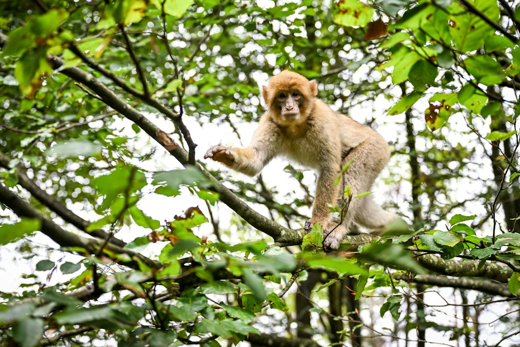 Ueckermünde: Entflohener Affe kehrt allein in Tierpark zurück
