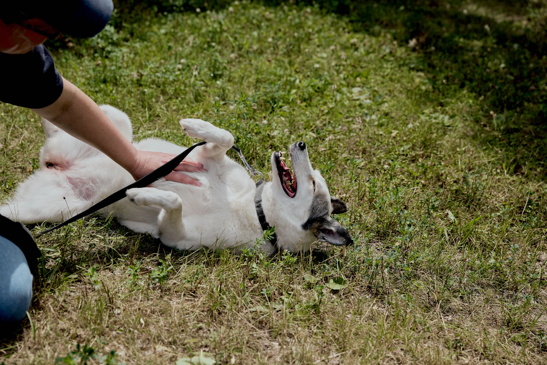 Hündin Westa hatte am Sonntagmittag viel Spaß auf der neuen Hundeauslauffläche in Marzahn-Hellersdorf.