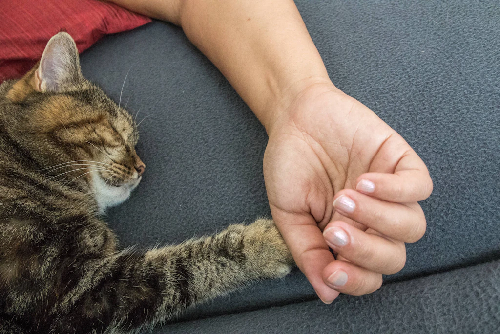 Warum Ihre Katze Sie mit der Pfote antippt